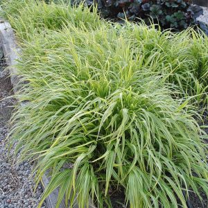 Hakonechloa smukła 'Albo-striata'