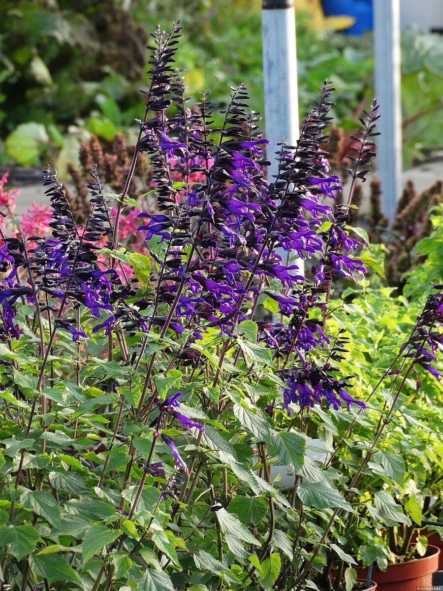 Szałwia 'Amistad' - obrazek 2