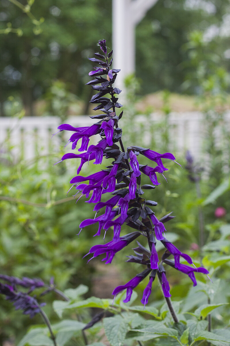 Szałwia 'Amistad' - obrazek 3