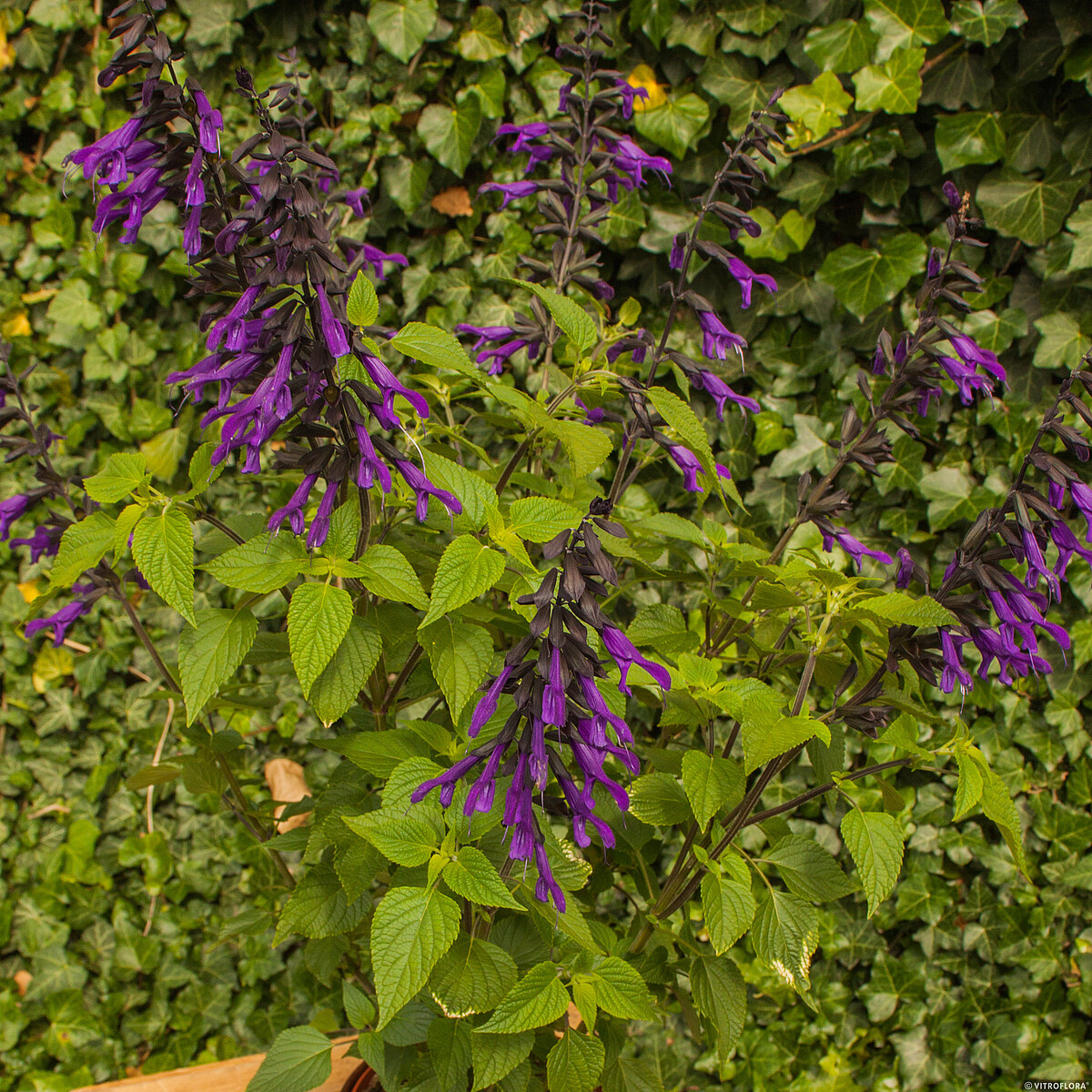 Szałwia 'Amistad' - obrazek 4