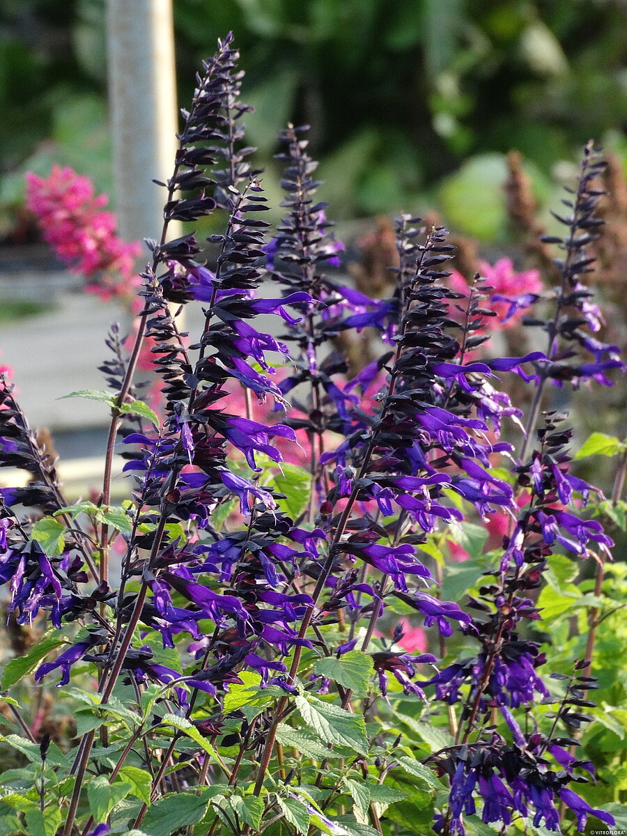 Szałwia 'Amistad' - obrazek 5