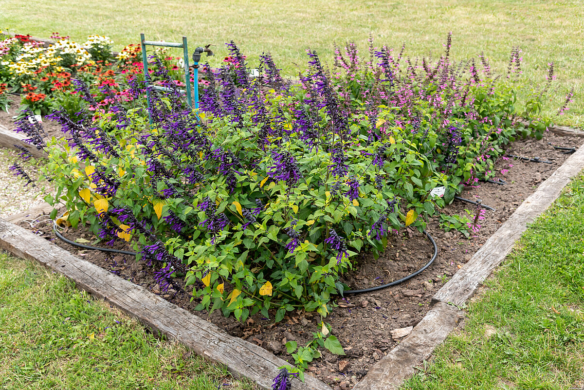 Szałwia 'Amistad' - obrazek 6