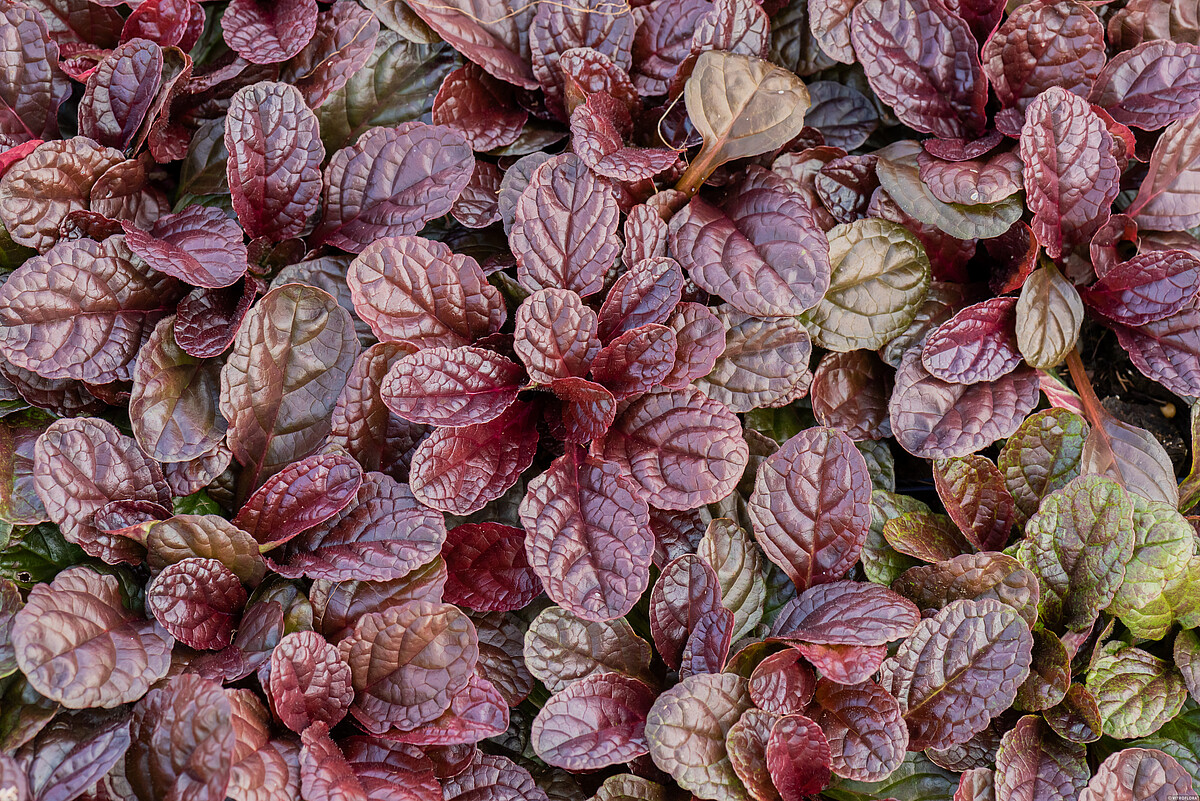 Dąbrówka rozłogowa 'Atropurpurea' - obrazek 3