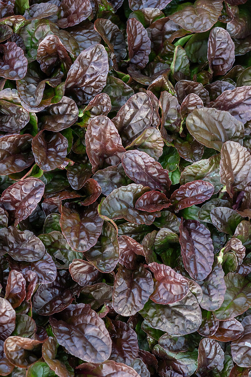 Dąbrówka rozłogowa 'Atropurpurea' - obrazek 4