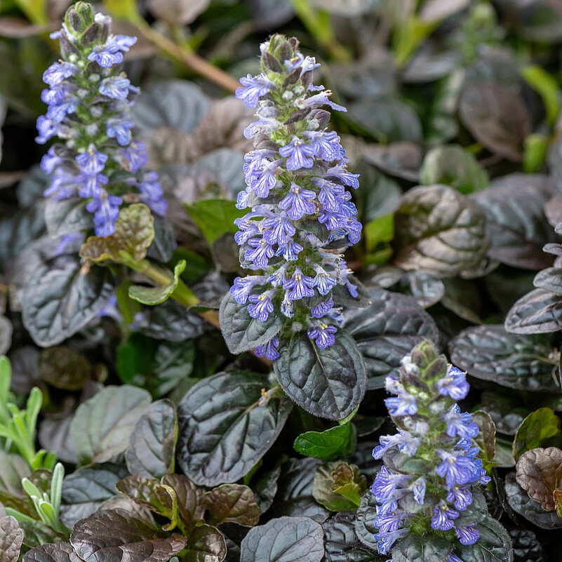 Dąbrówka rozłogowa 'Atropurpurea'