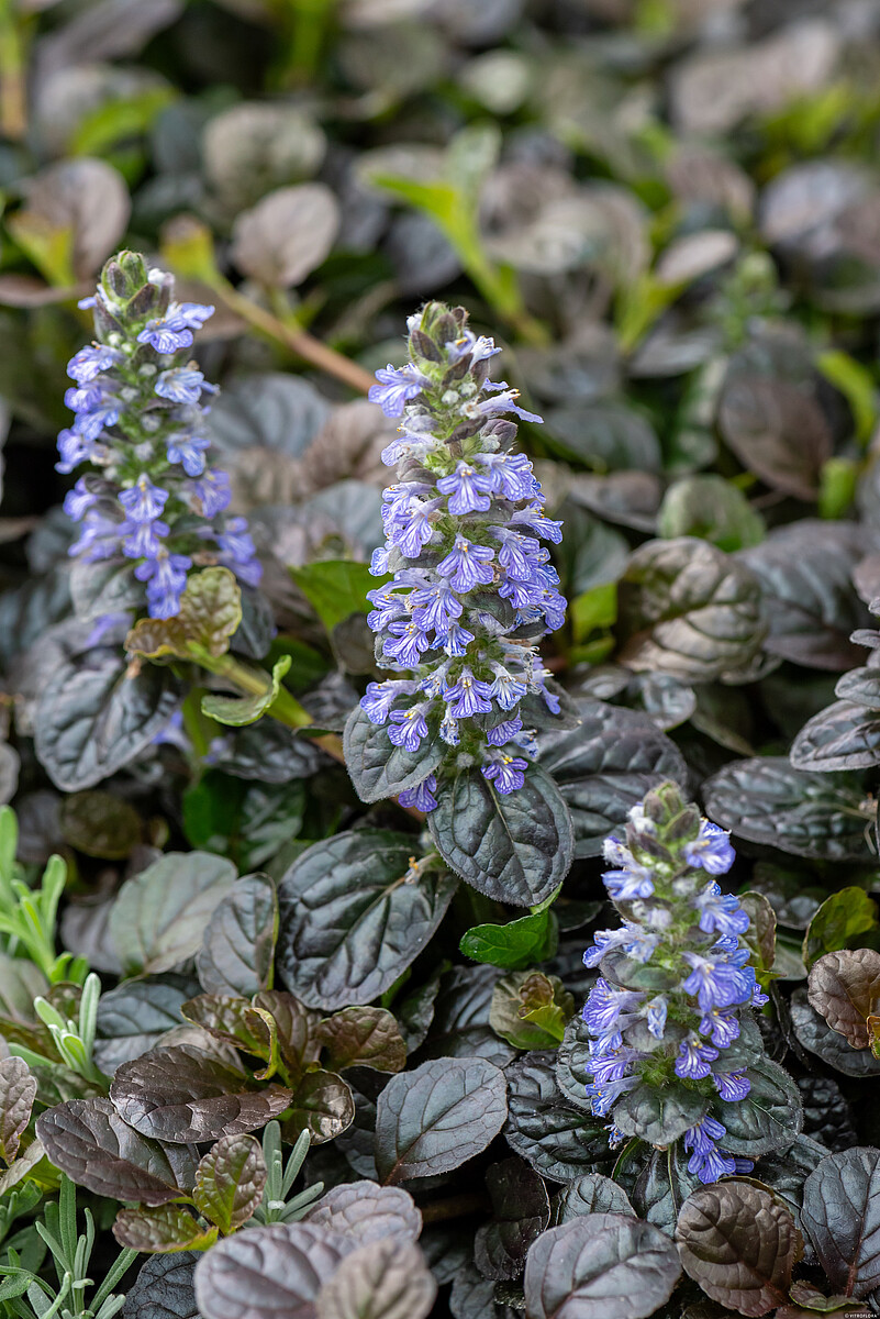 Dąbrówka rozłogowa 'Atropurpurea' - obrazek 5