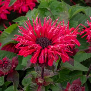 Pysznogłówka 'Bee-Happy'