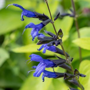 Szałwia 'Black and Blue'