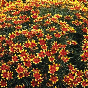 Nachyłek 'Honeybunch Red & Gold'