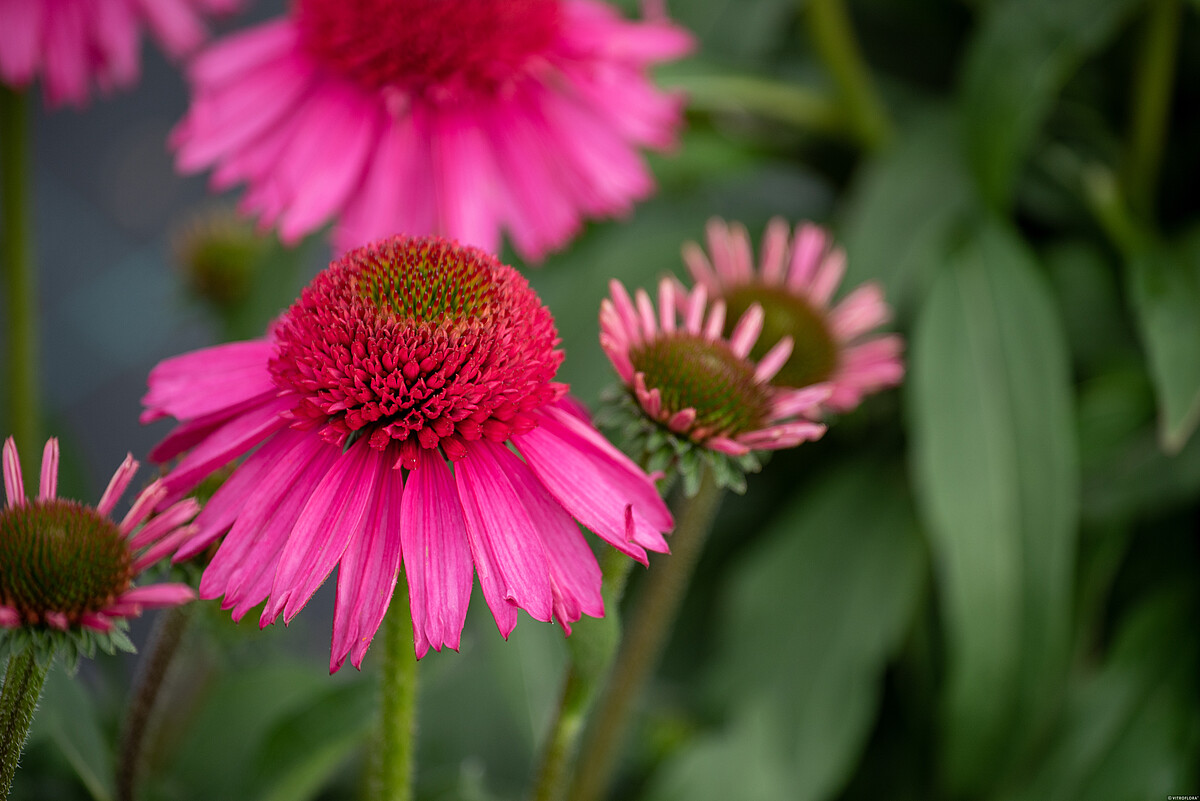 Jeżówka 'Delicious Candy' - obrazek 2