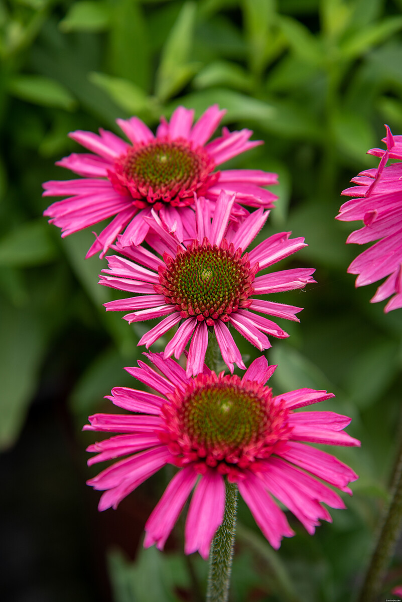 Jeżówka 'Delicious Candy' - obrazek 4