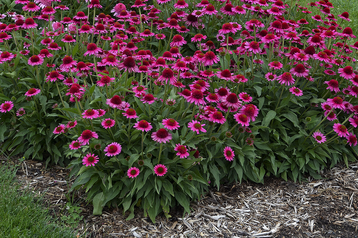 Jeżówka 'Delicious Candy' - obrazek 7