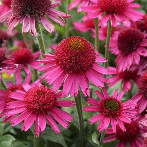 Jeżówka 'Delicious Candy'