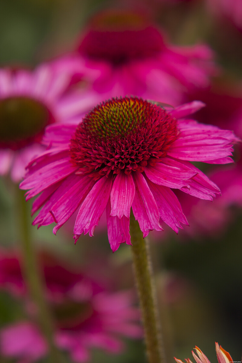 Jeżówka 'Delicious Candy' - obrazek 10