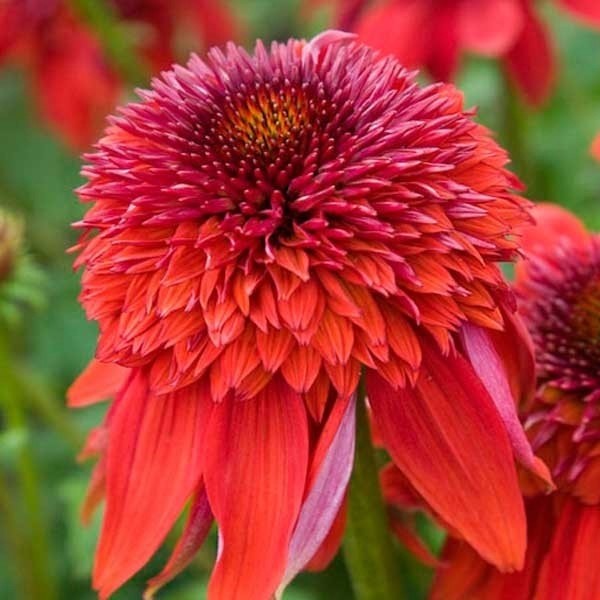 Jeżówka 'Eccentric'