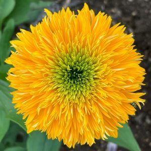 Jeżówka 'DELIGHTFUL™ Sol'