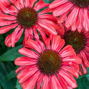 Jeżówka 'PRIMA™ Ruby'