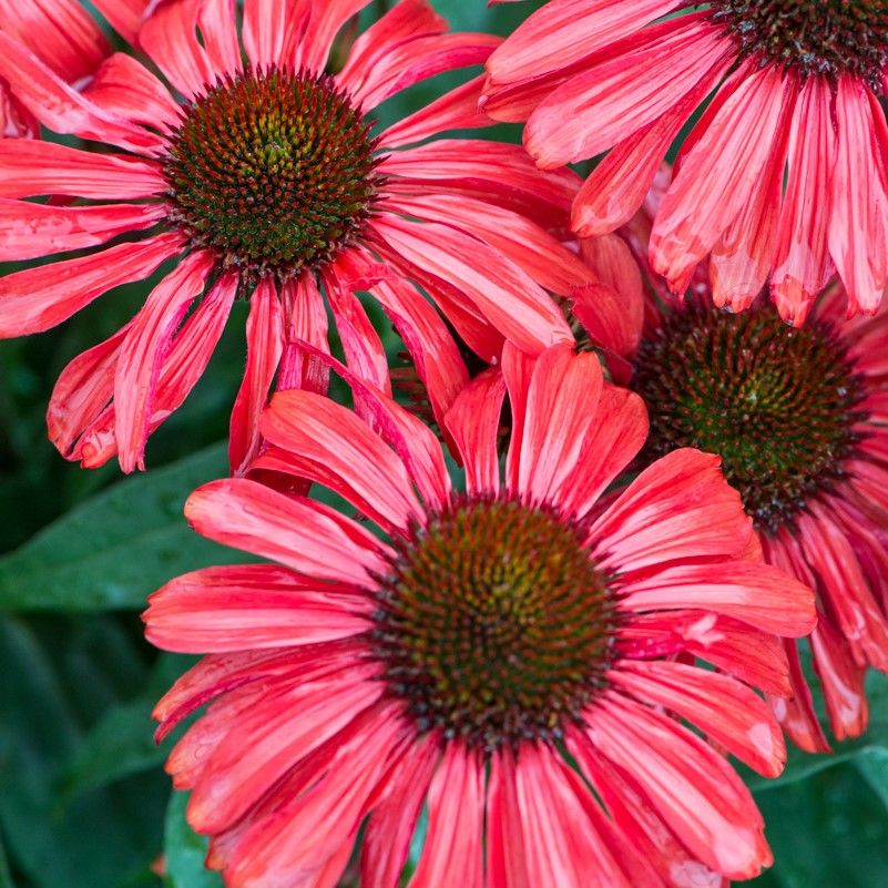 Jeżówka 'PRIMA™ Ruby'