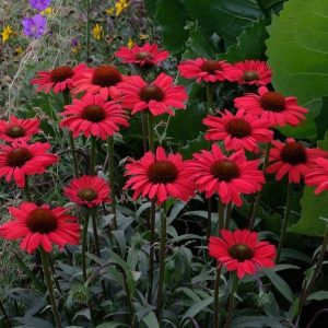 Jeżówka 'Kismet Red'