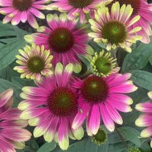 Jeżówka 'Sweet Sandia'