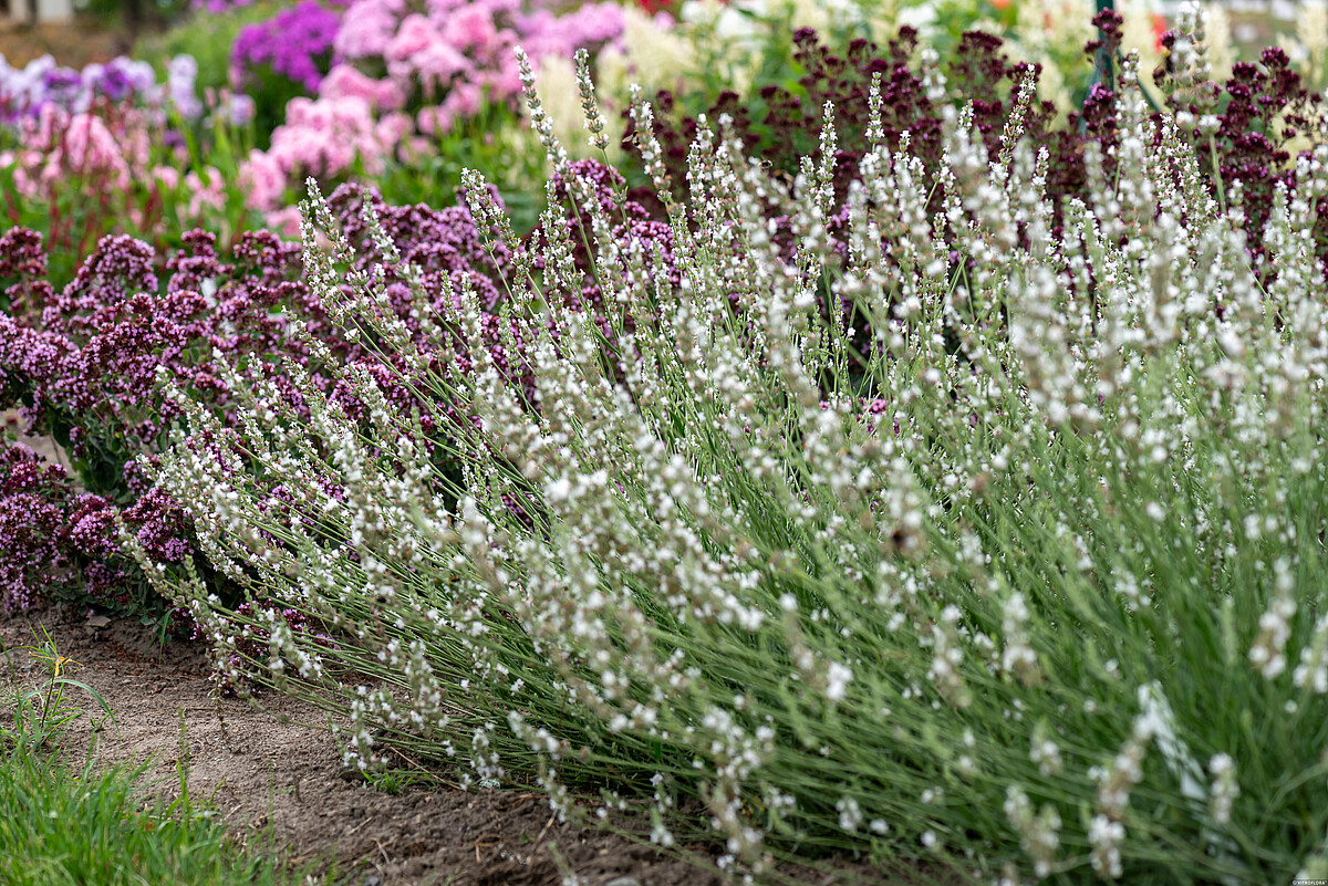 edelweiss_lavandula-x-intermedia_71574_1