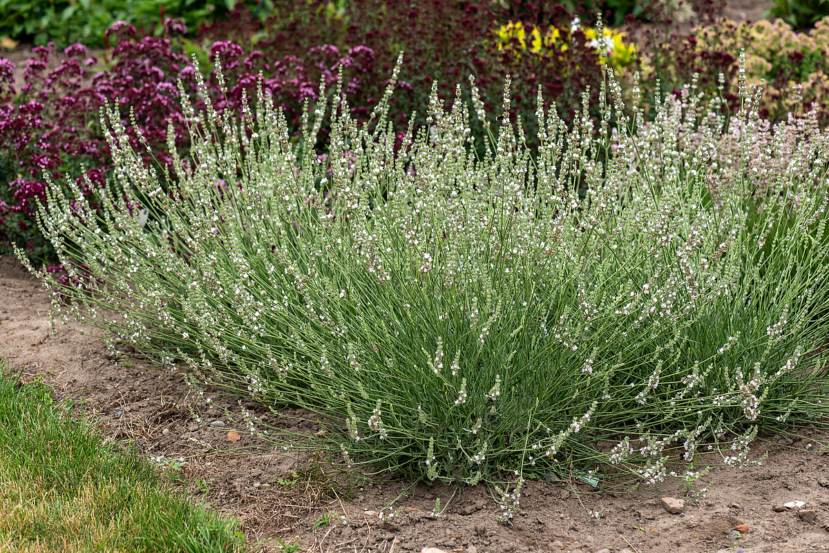 edelweiss_lavandula-x-intermedia_71574_2