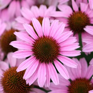 Jeżówka 'Fountain Light Purple'