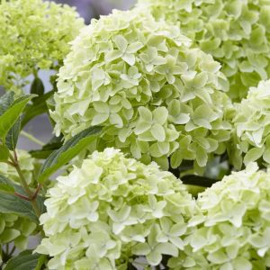 Hortensja bukietowa 'GardenLights® WhiteLight'