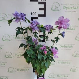 Ketmia syryjska  'Ardens' na pniu