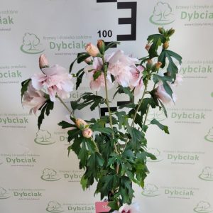 Ketmia syryjska  ''Lady Stanley'' na pniu