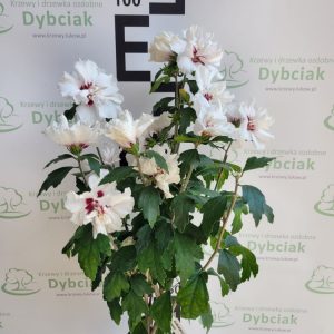 Ketmia syryjska 'Speciosus' na pniu