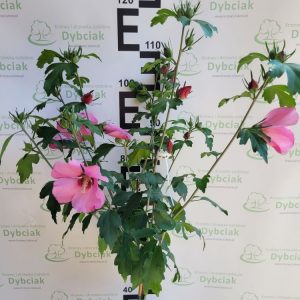 Ketmia syryjska 'Woodbridge' na pniu