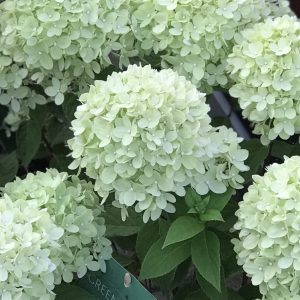 Hortensja bukietowa 'GardenLights® Greenlight'