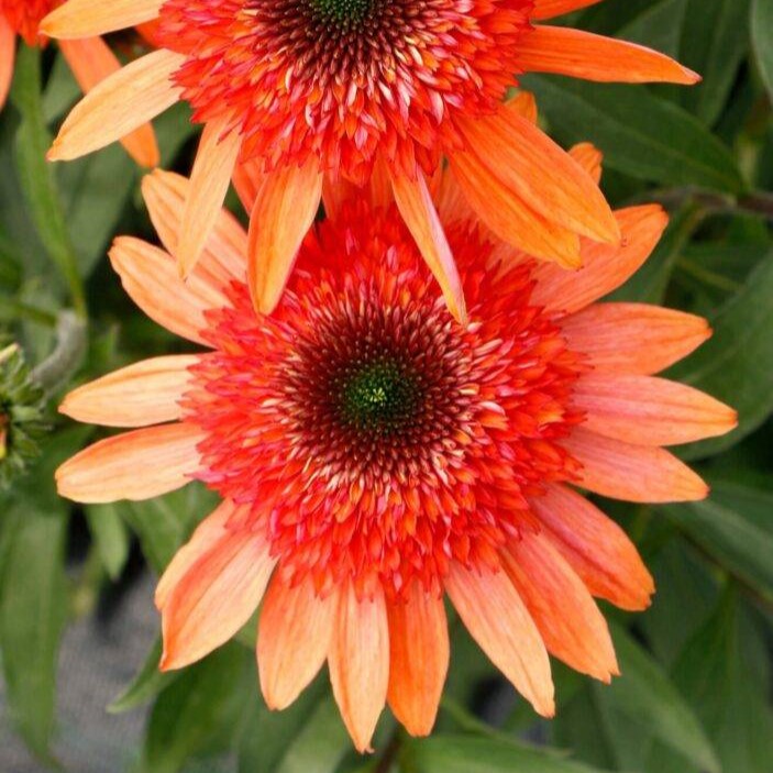 Jeżówka 'CARA MIA™ Coral'