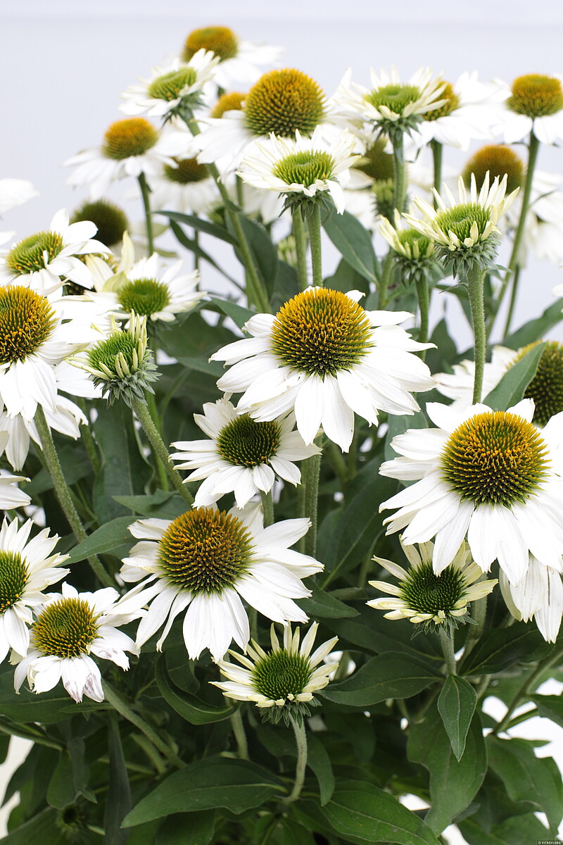 Jeżówka 'Kismet White' - obrazek 2