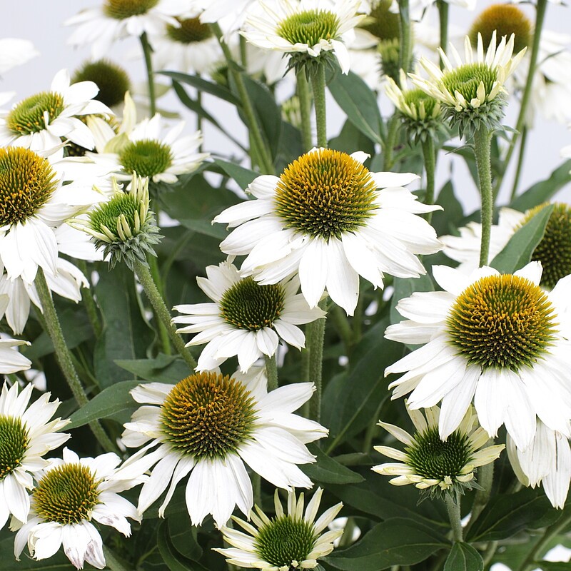 Jeżówka 'Kismet White'