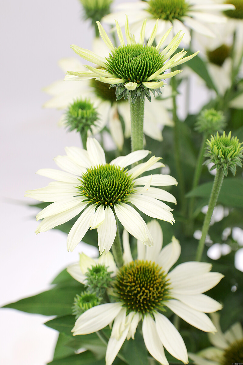 Jeżówka 'Kismet White' - obrazek 4