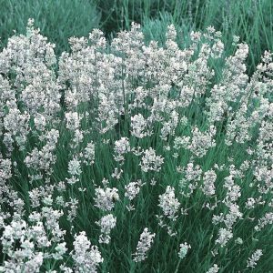 Lawenda Wąskolistna 'Edelweiss'