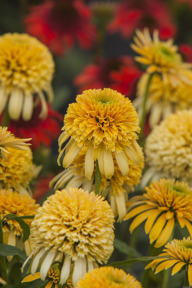 Jeżówka 'Lemon Drop' - obrazek 2