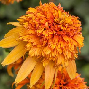 Jeżówka 'Marmalade'