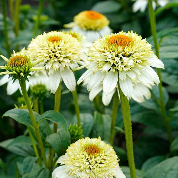 Jeżówka 'Milkshake'