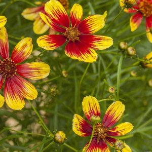 Nachyłek 'Bengal Tiger'