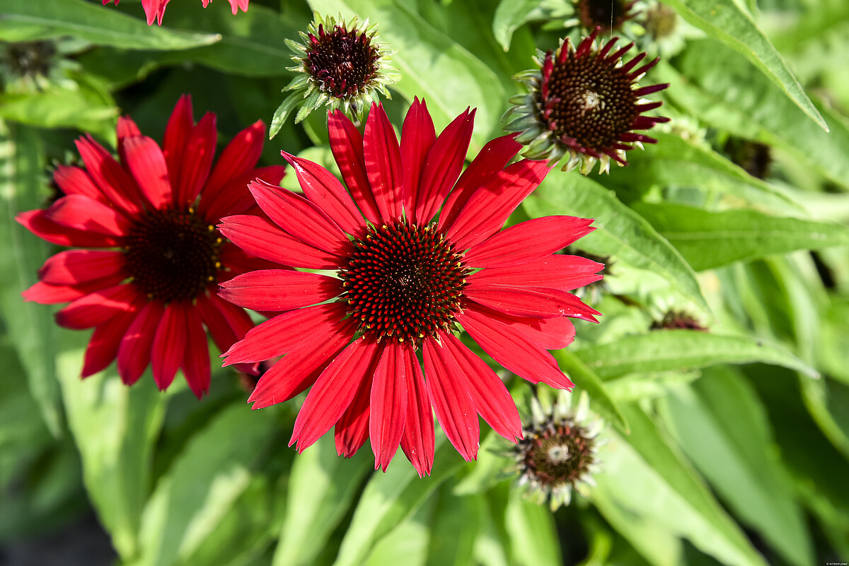 Jeżówka 'Pearl™ Deep Red' - obrazek 3