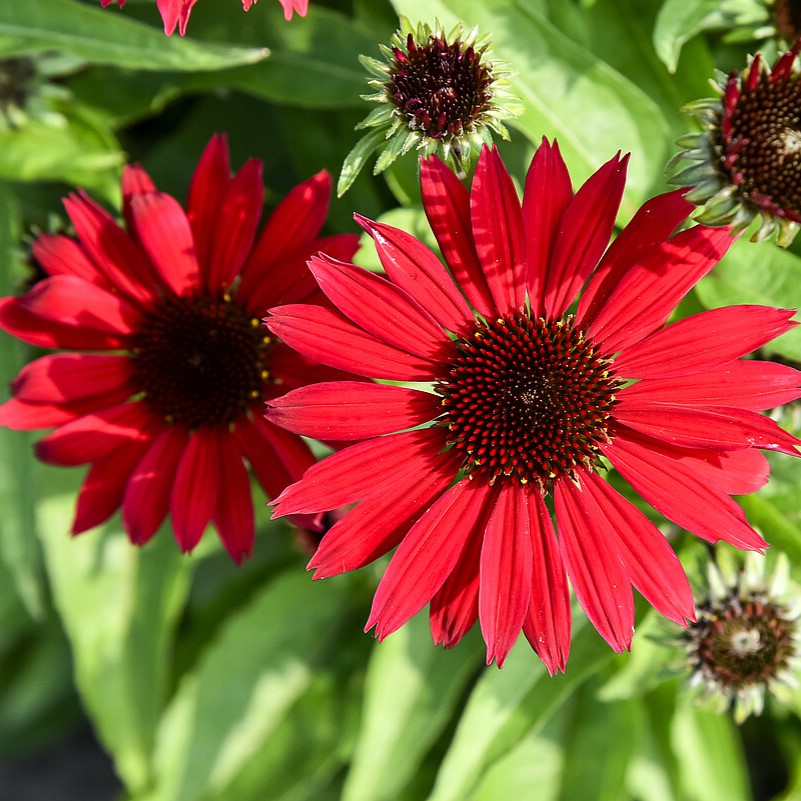 Jeżówka 'Pearl™ Deep Red'