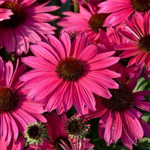 Jeżówka 'Pearl™ Magenta Imp.'