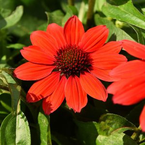 Jeżówka 'Pearl™ Red Imp.'