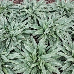 Miodunka 'Raspberry Frost'