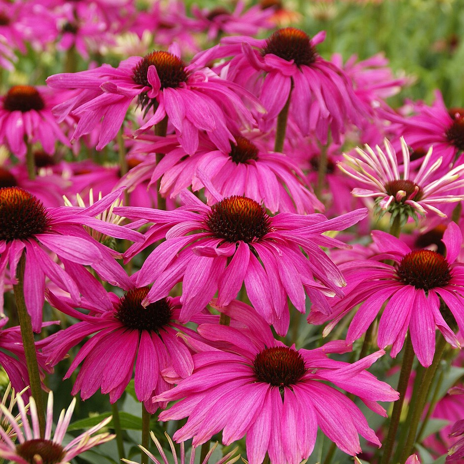 Jeżówka 'Purple Emperor'