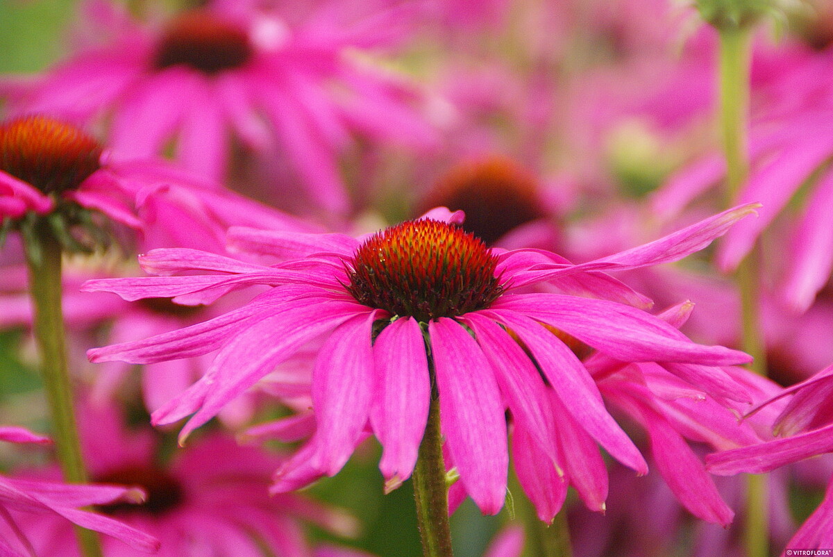 Jeżówka 'Purple Emperor' - obrazek 2