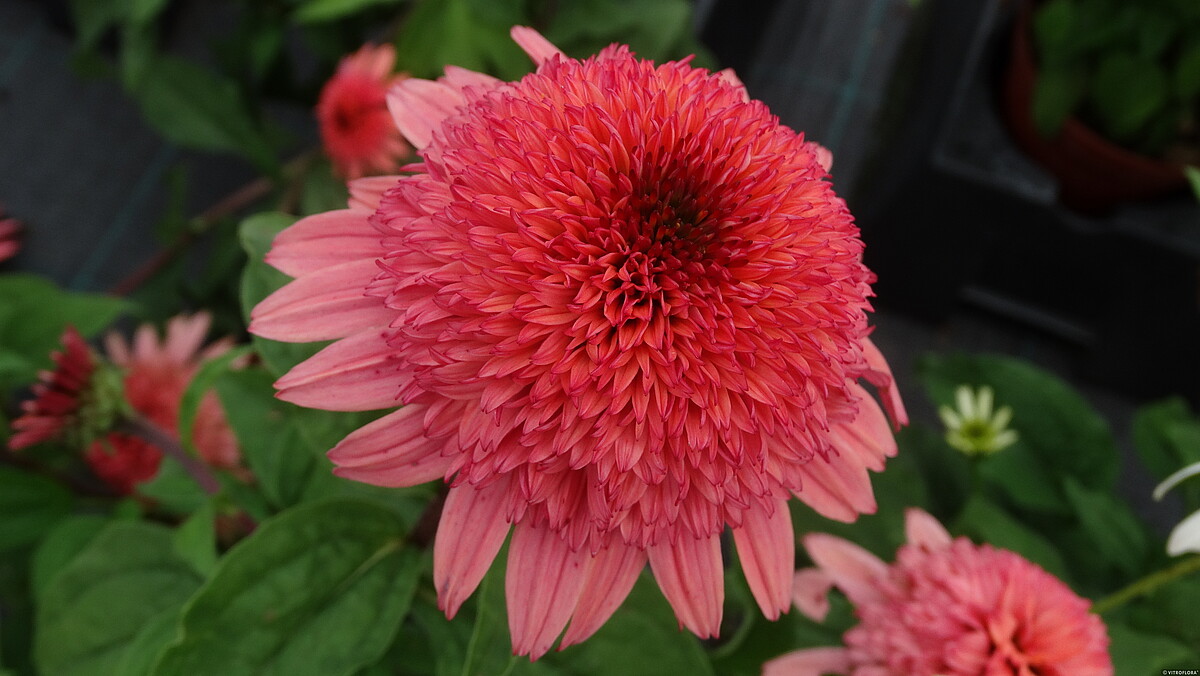 Jeżówka 'Raspberry Truffle' - obrazek 2